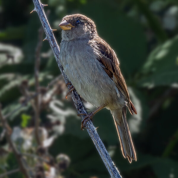 House Sparrow resting.jpg