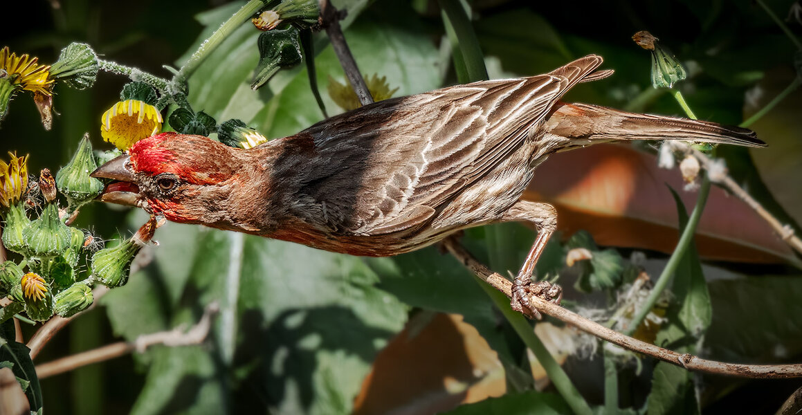 House Finch reaching.jpg