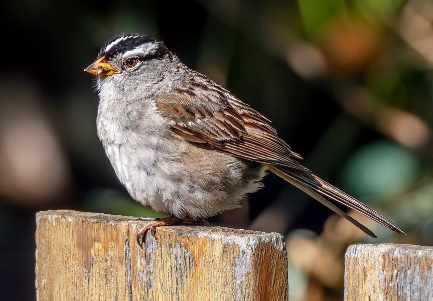 White-crowned Sparrow 