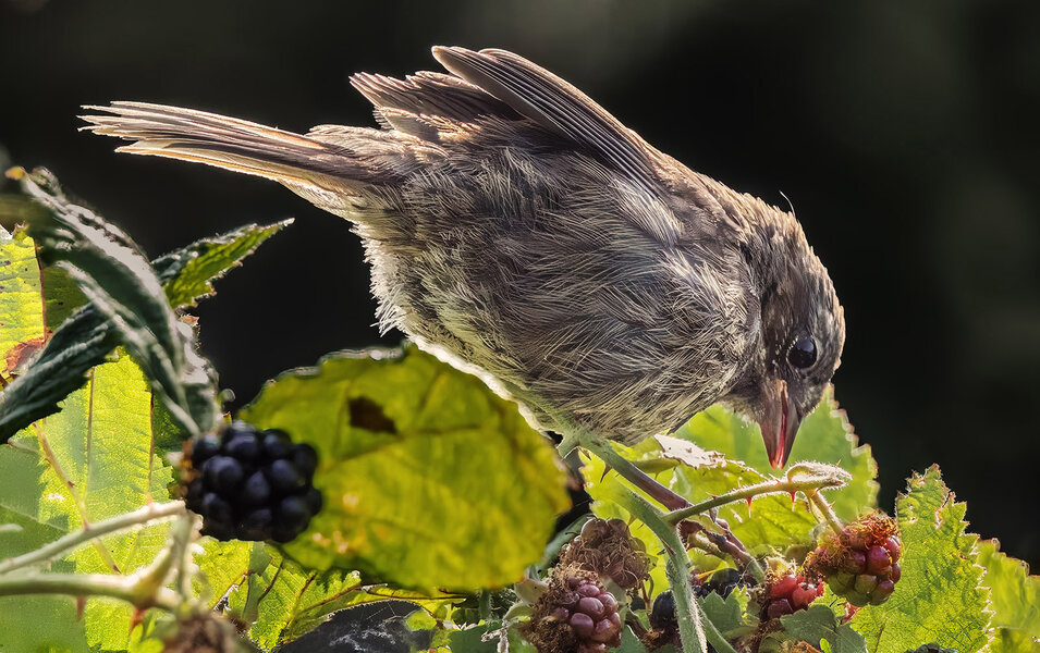 Song Sparrow 2.jpg