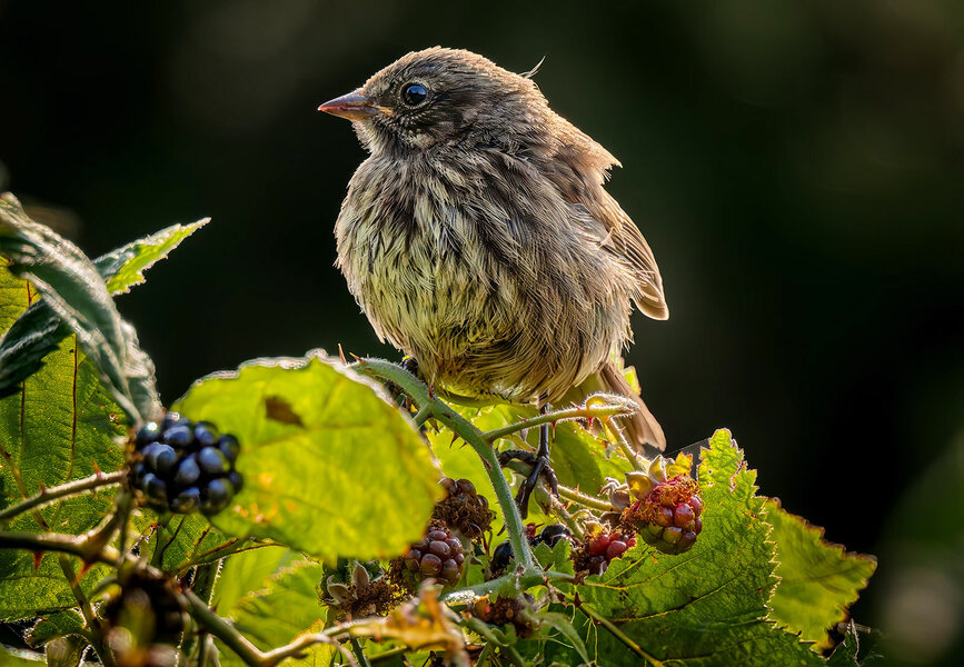 Song Sparrow 1.jpg