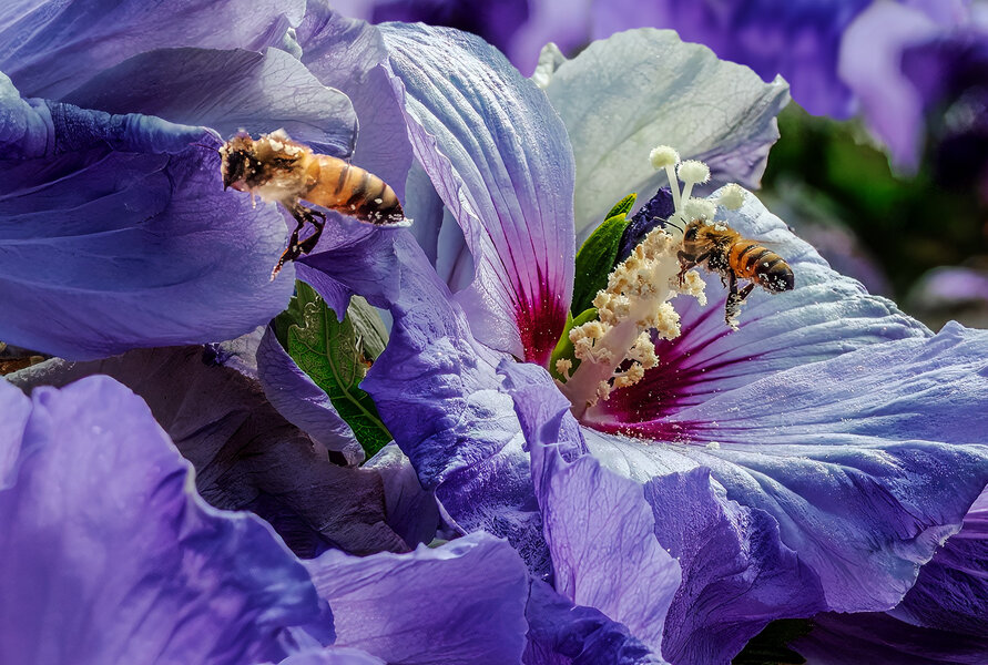 Bees in Flight.jpg