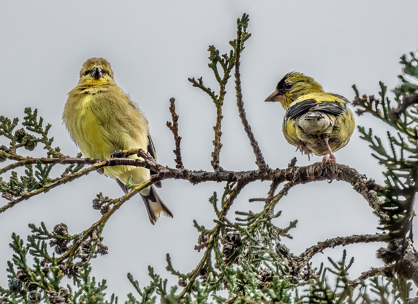 Two Goldfinches.jpg