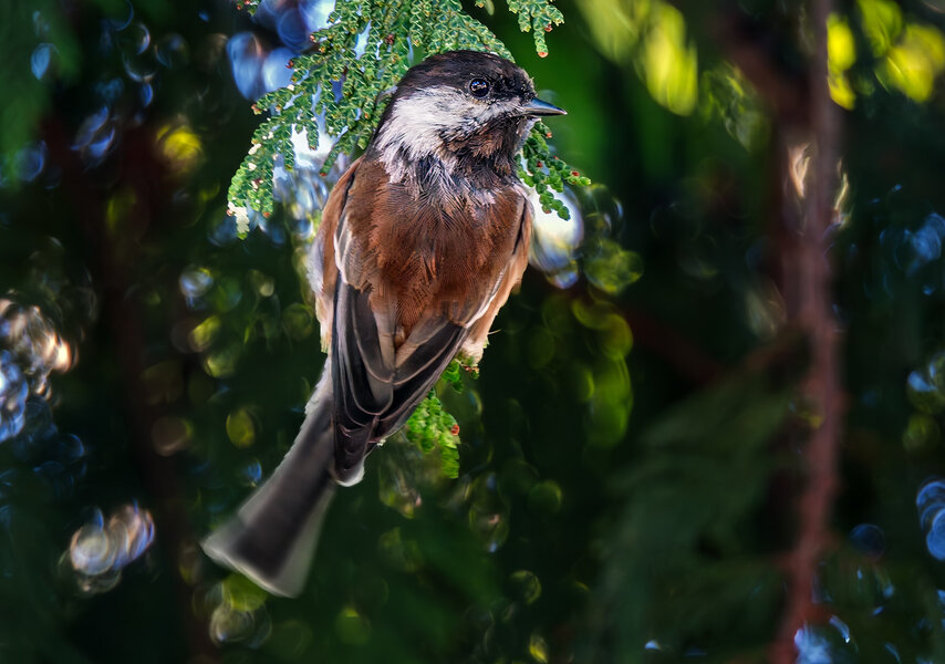 Chestnut-backed Chickadee.jpg