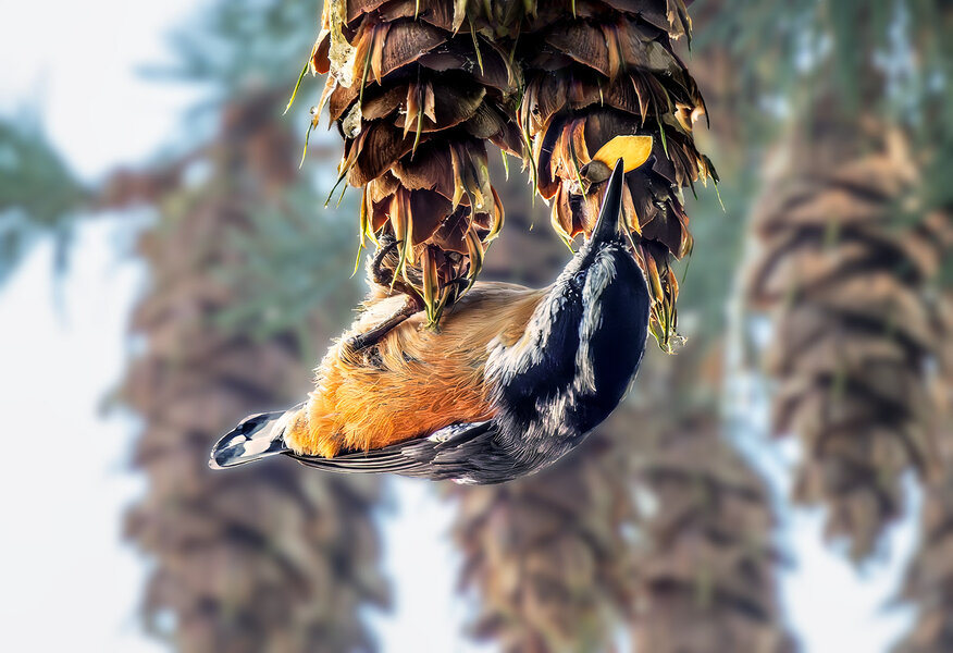 Red-breasted Nuthatch & seed.jpg