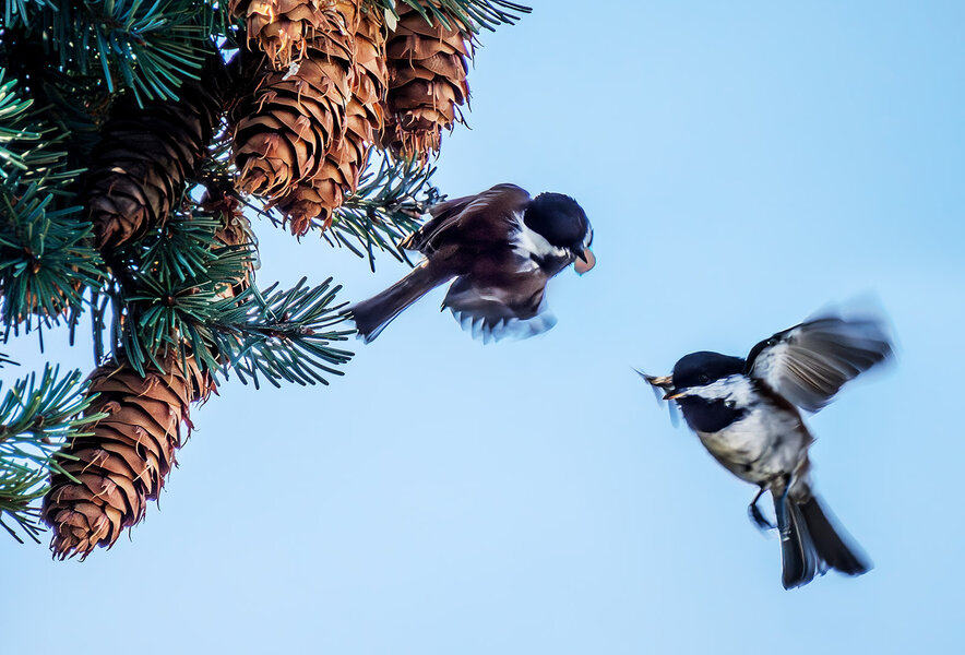 Seed gathering Chickadees.jpg