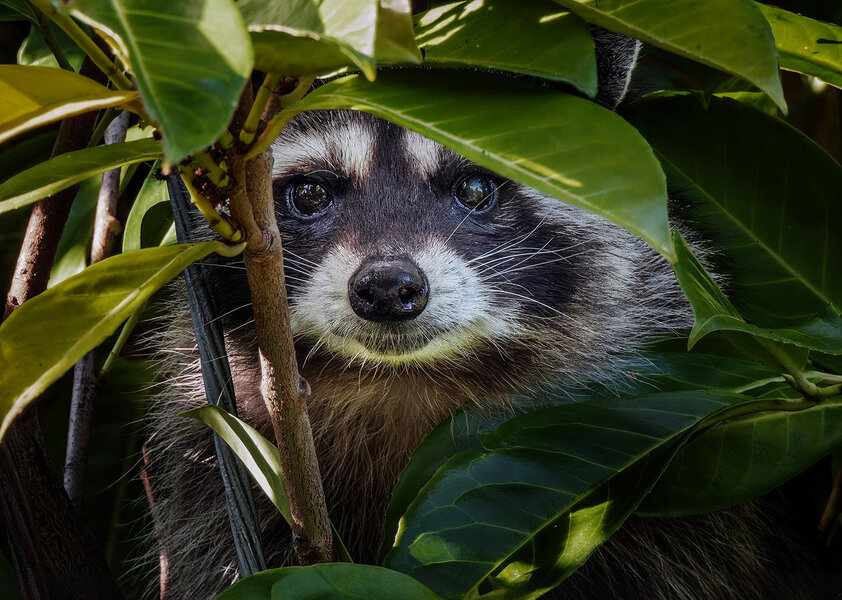 Raccoon stealth.jpg