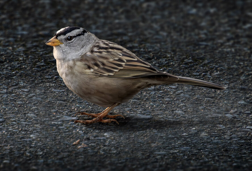 White-crowned Sparrow.jpg