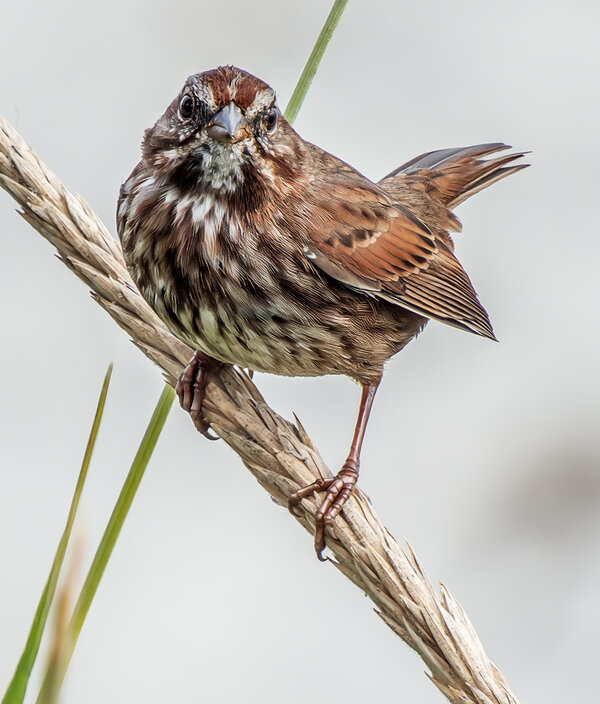 Song Sparrow staring.jpg