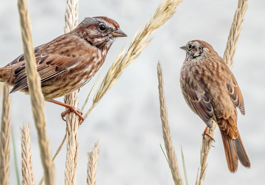 2 Song Sparrows in grasses.jpg