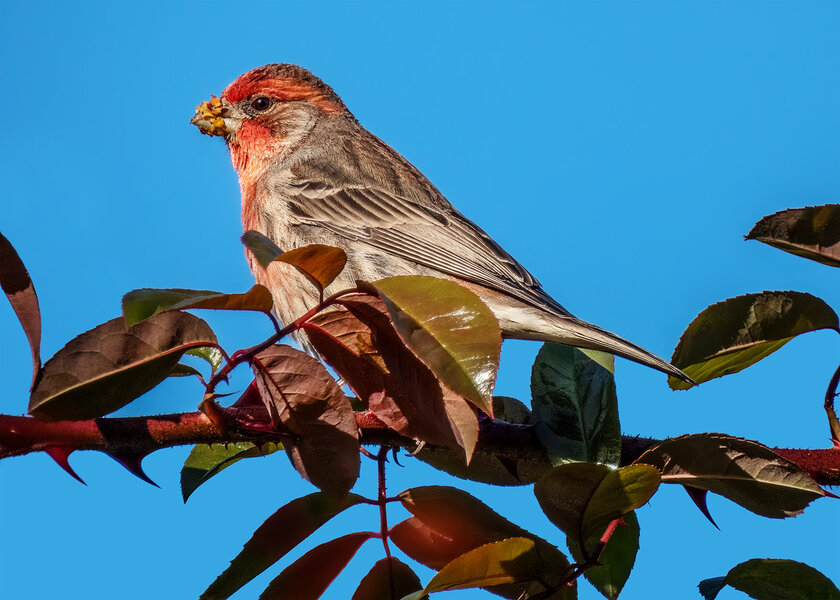 House Finch.jpg