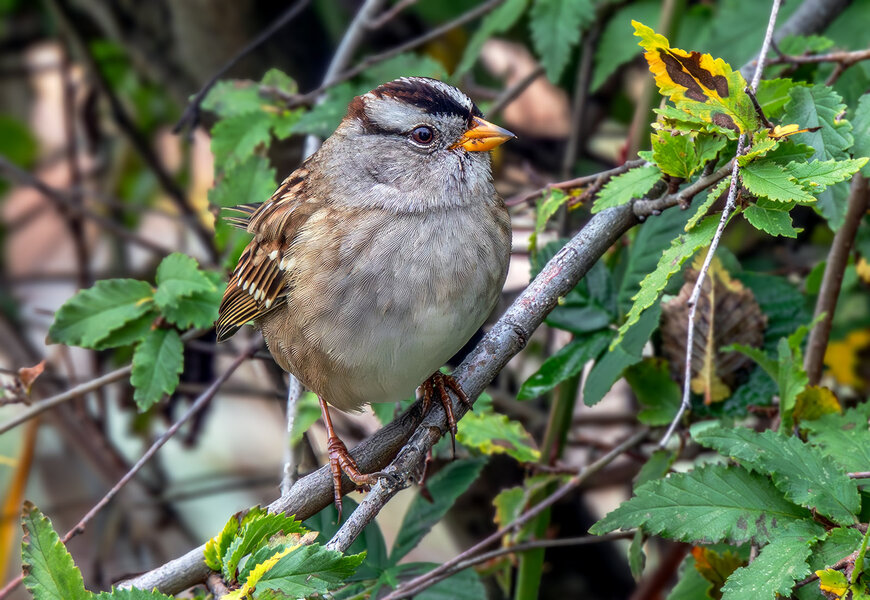 White-crowned Sparrow.jpg