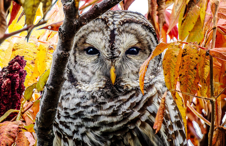 Barred Owl 01.jpg