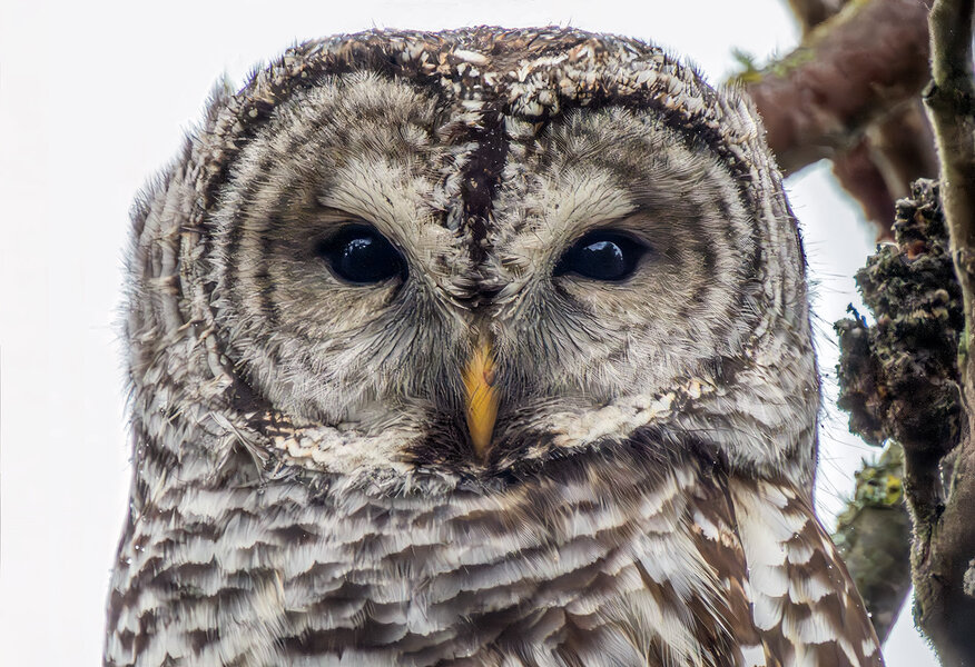 Barred Owl 2.jpg