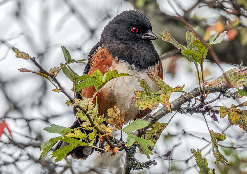 Spotted Towhee.jpg