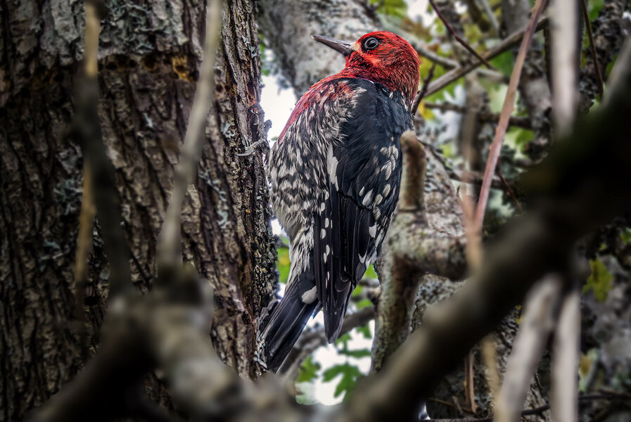 Red-breasted Sapsucker.jpg