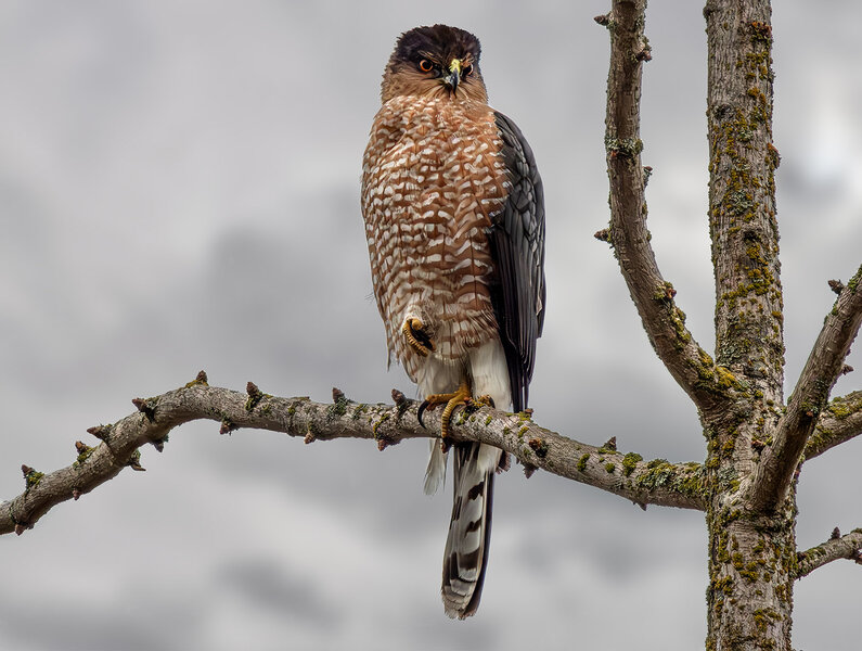 Cooper's Hawk 1.jpg