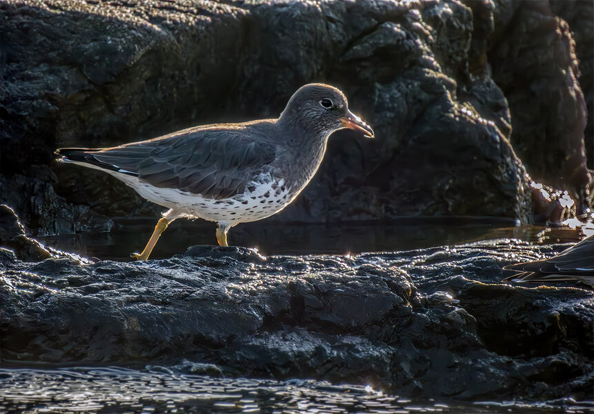 Surfbird 2.jpg