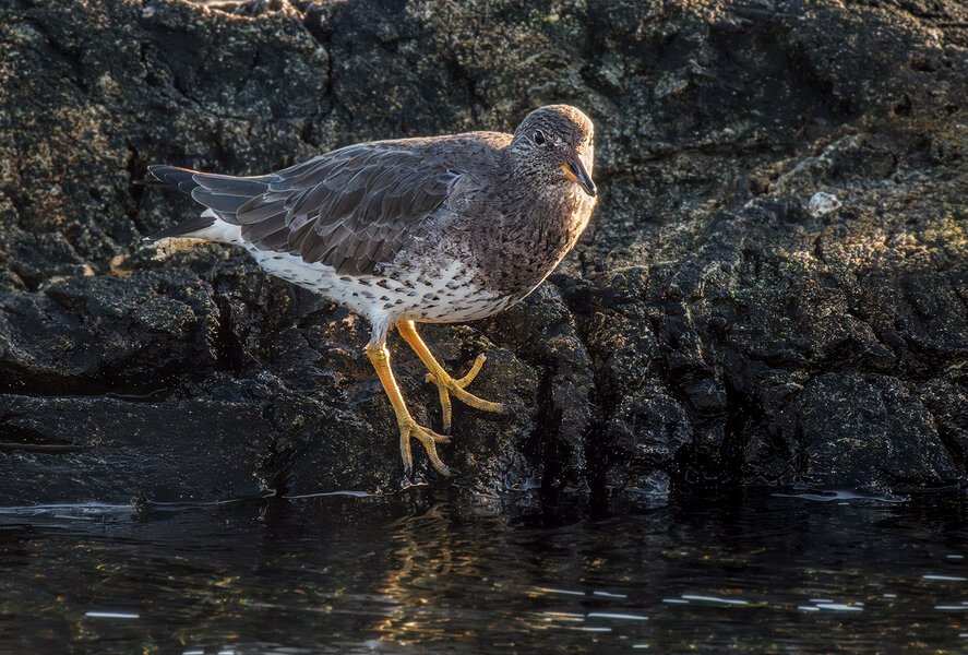 Surfbird 1.jpg