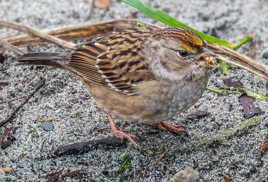 Golden-crowned Sparrow hunting.jpg