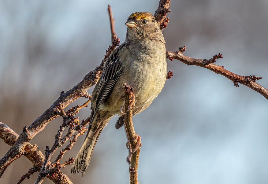 Golden-crowned Sparrow.jpg