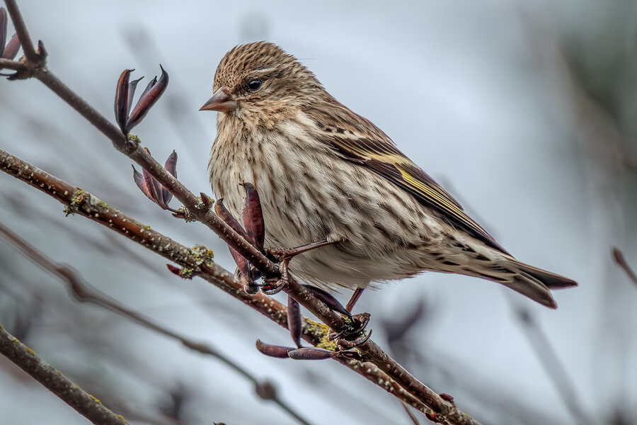 Pine Siskin.jpg