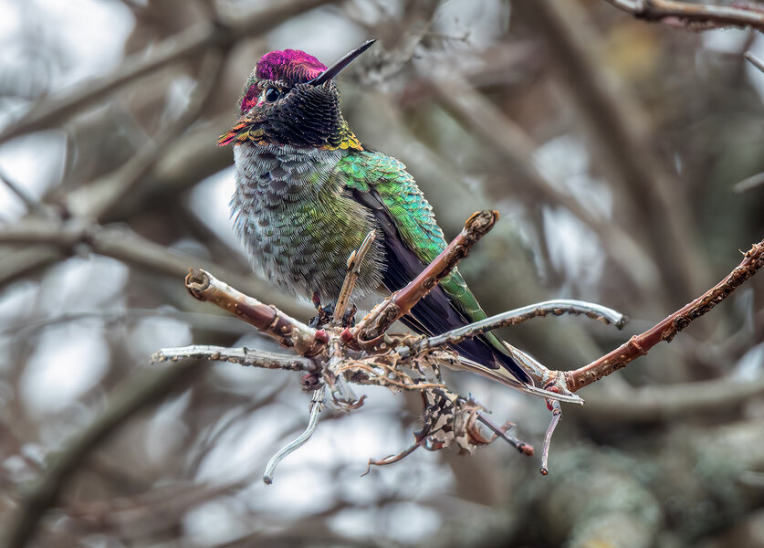 Anna's Hummingbird.jpg