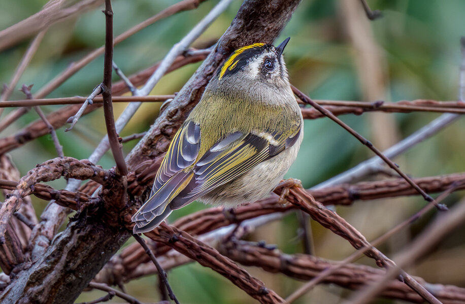 Golden-crowned Kinglet.jpg