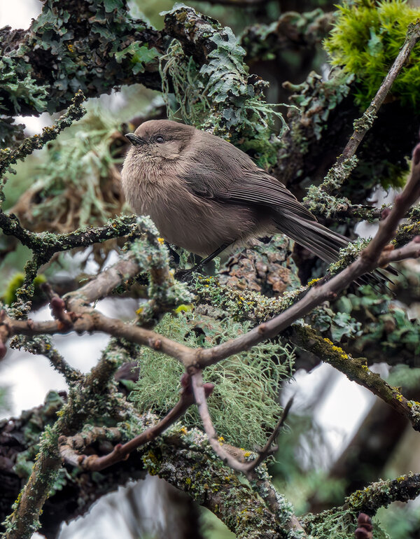 American Bushtit.jpg