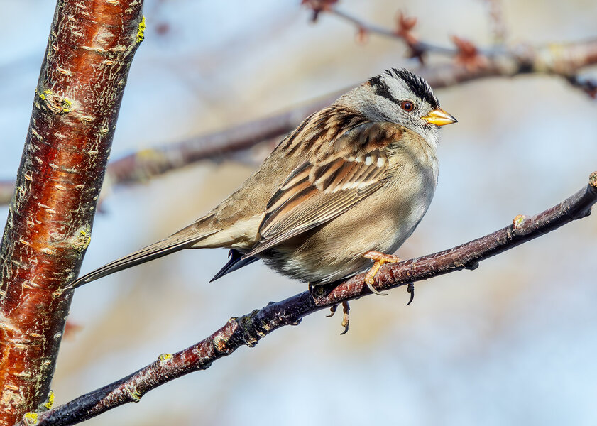 White-crowned Sparrow.jpg