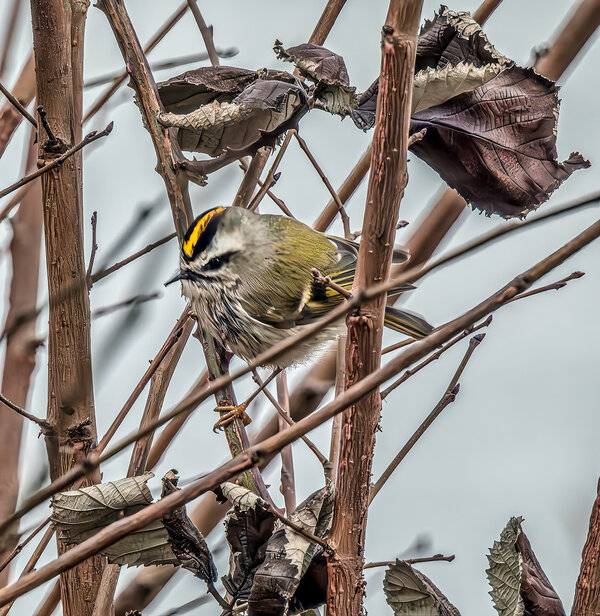 Golden-crowned Kinglet & branches.jpg