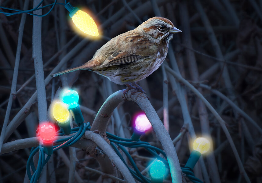 Song Sparrow XMas.jpg