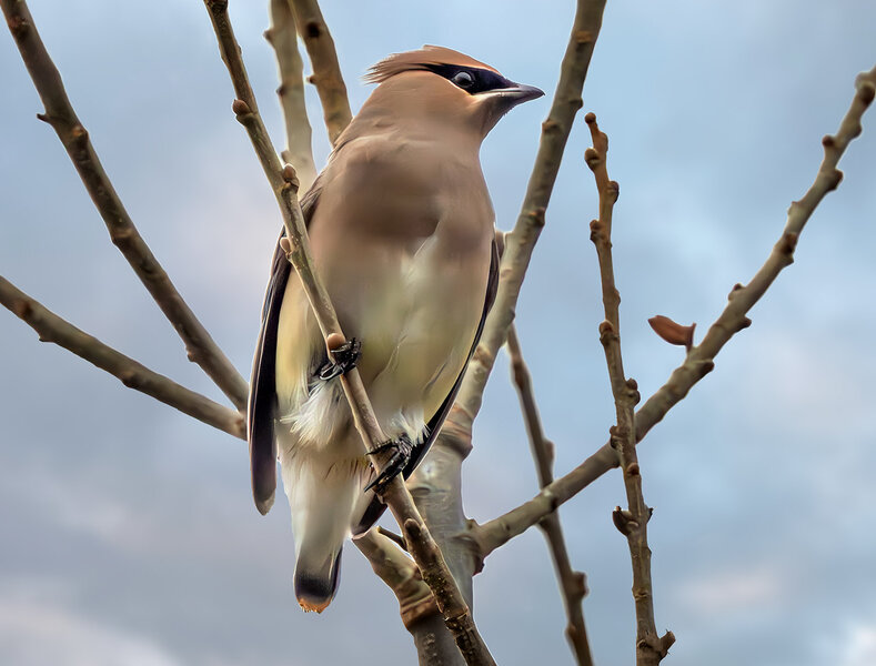 Cedar Waxwing.jpg