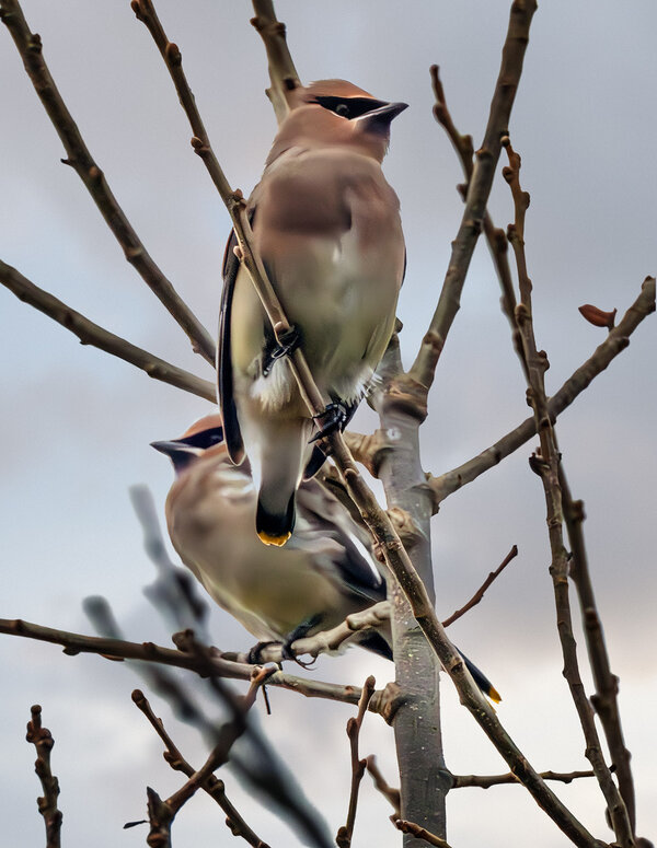 Cedar Waxwings sm.jpg