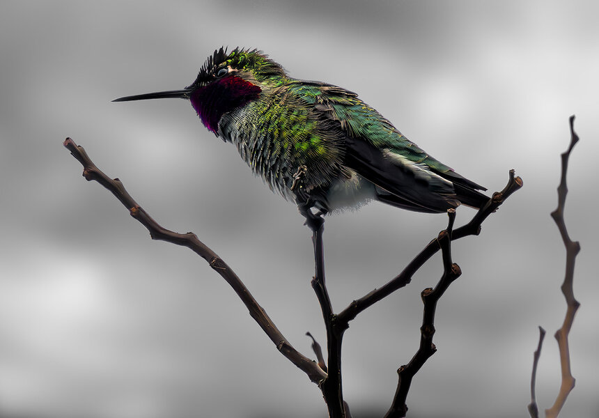 Anna's Hummingbird dark.jpg