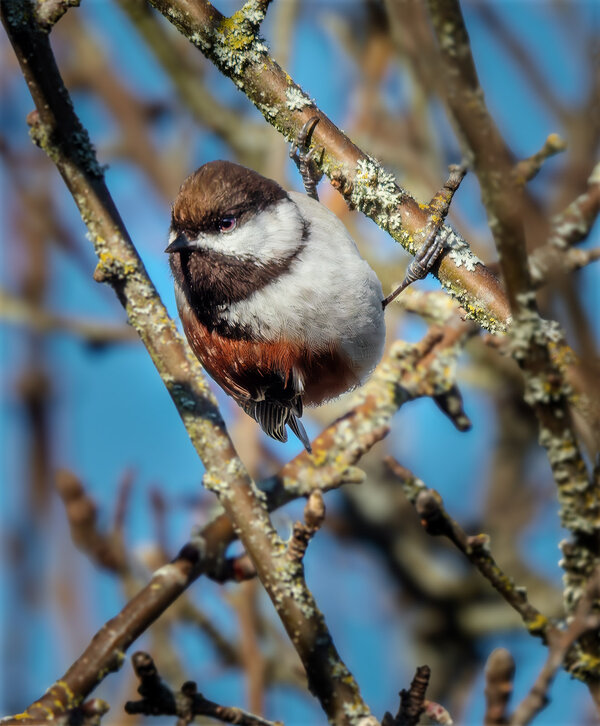 Chestnut-backed Chickadee.jpg