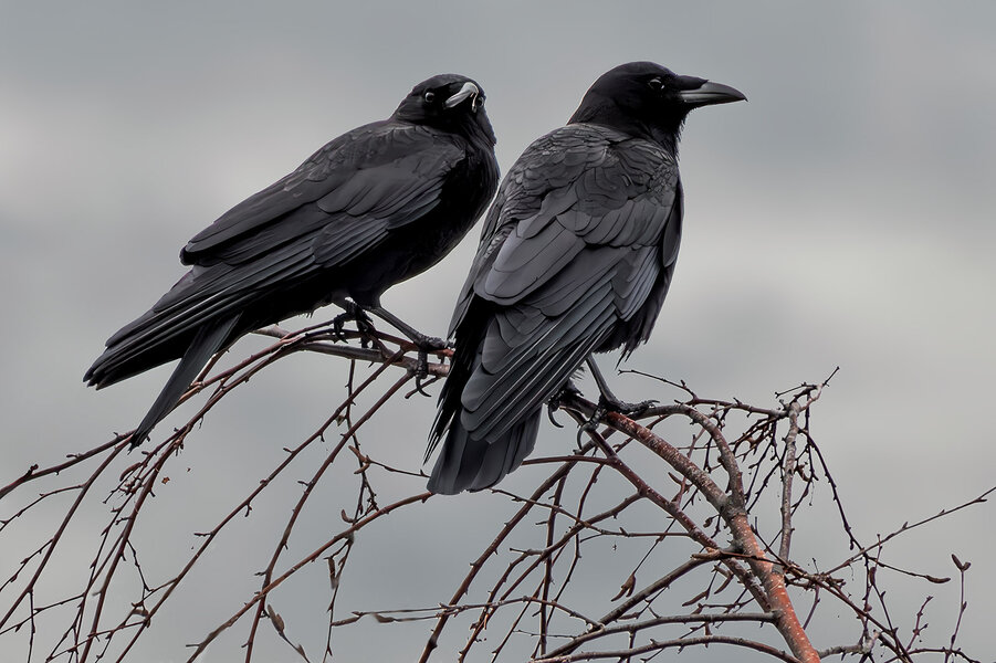 Crow pair.jpg