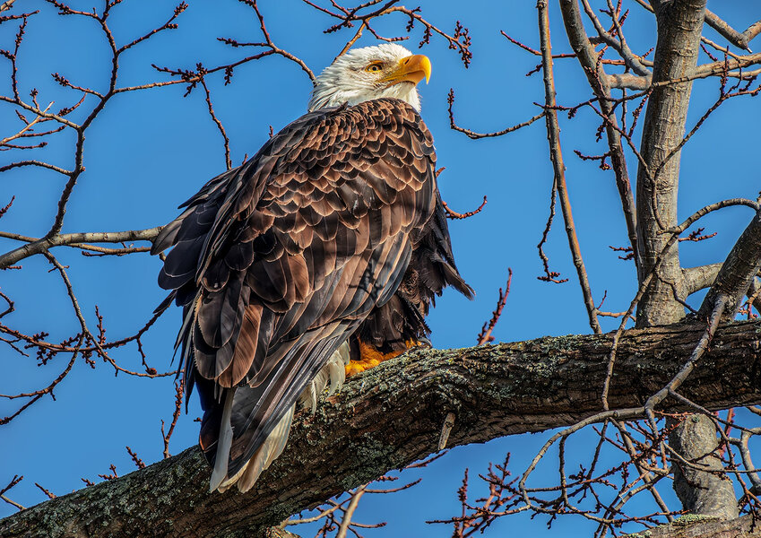 Bald Eagle.jpg