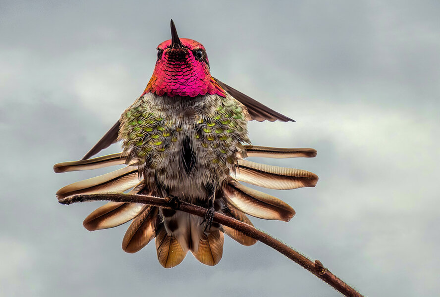 Anna's Hummingbird tail feathers sm.jpg