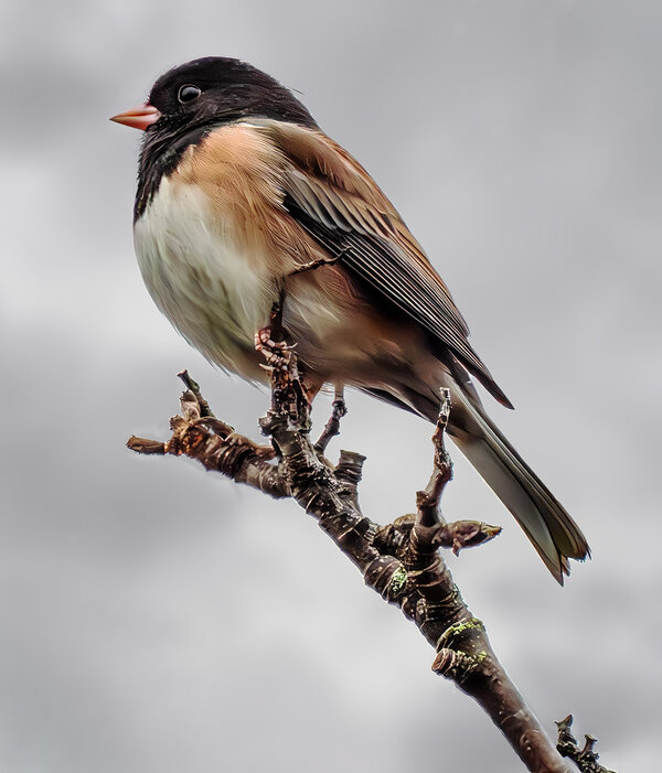 Dark-eyed Junco.jpg