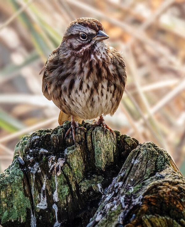 Song Sparrow stumped.jpg