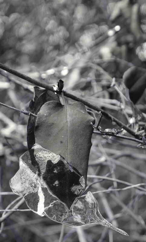 IMGP0623leafwithicecopy.jpg IMGP0623leafwithicecopy.jpg