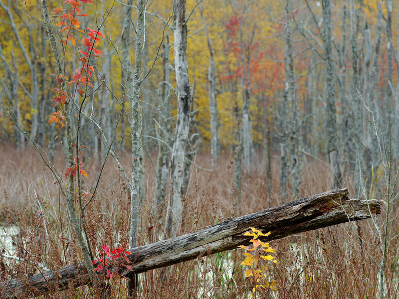 645Z6700laruepinehillsfall.jpg