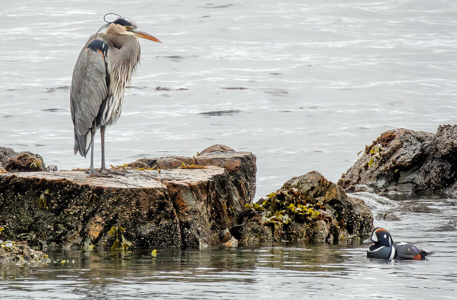 Blue Heron and Harlequin Duck.jpg