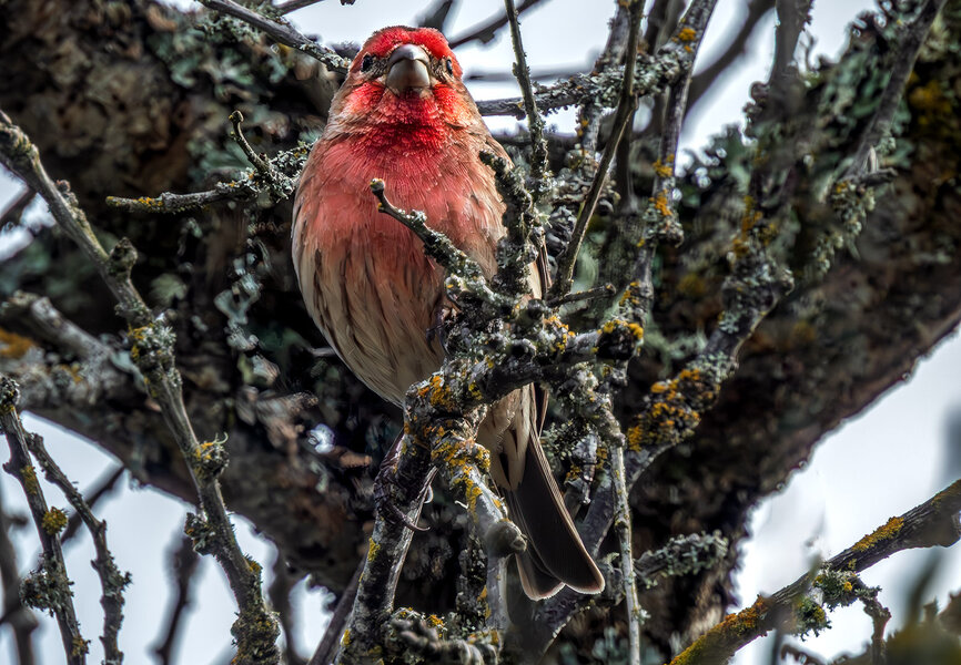 House Finch.jpg