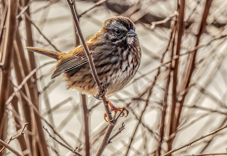 Song Sparrow on branch.jpg