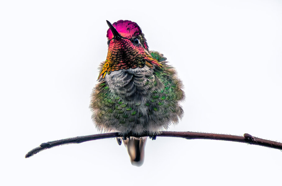 Anna's Hummingbird puffed up.jpg