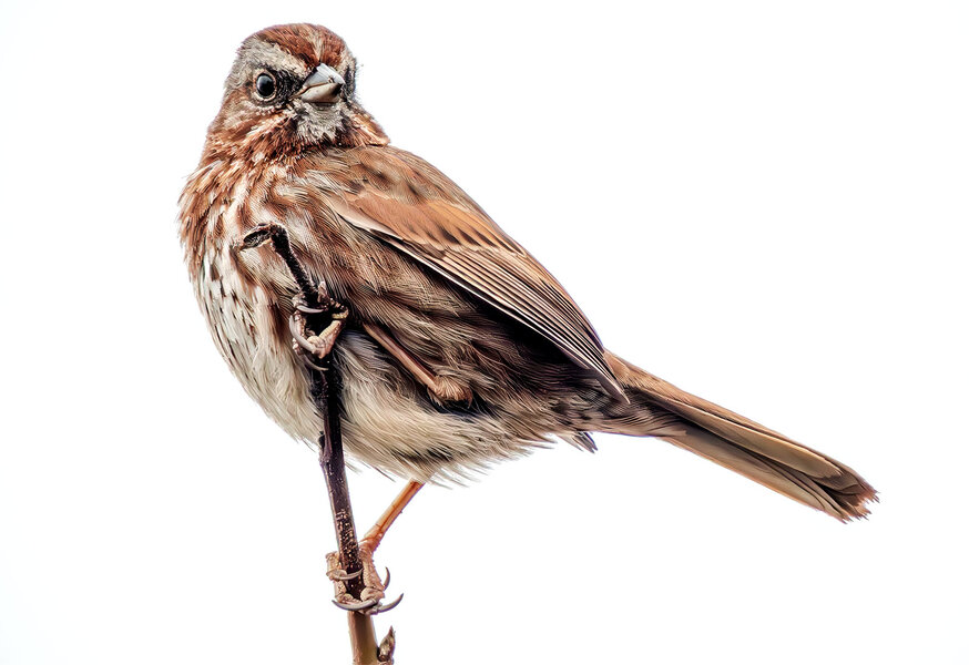 Song Sparrow no context.jpg