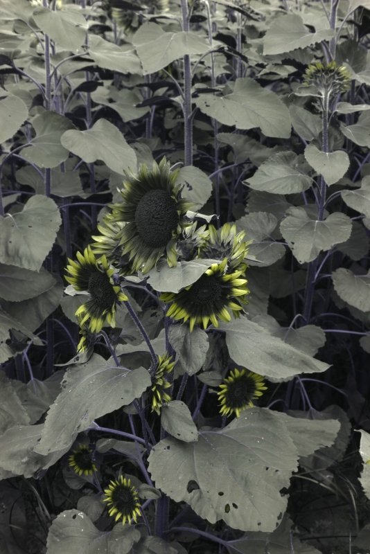 IMGP0368sunflowerfieldinUVWEB.JPG
