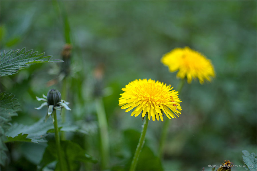 EMG18810-Wandeling-D-FA-43mm-ISO100-dt_01-2023-web.jpg